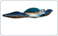 Sea Turtle painted palm frond